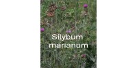 ORGANIC HERBAL TEA MILK THISTLE (Silybum marianum) / Seeds